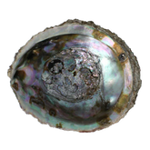 Alchemia Abalone schelpen 1 Stuks