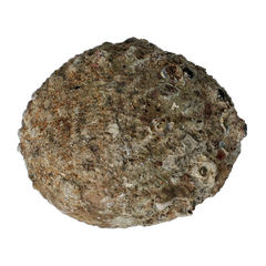 Alchemia Abalone schelpen 1 Stuks