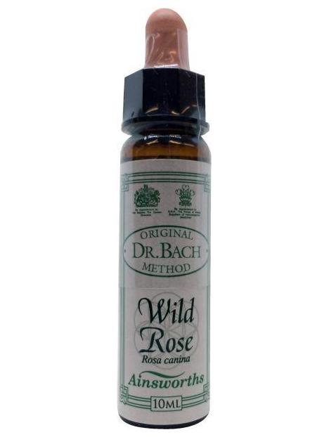 Wild rose Bach