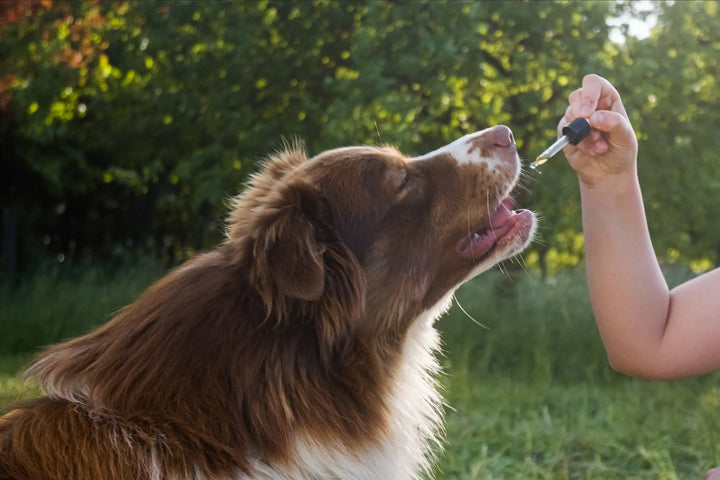 Top brands for Pet Supplements: De Groene Os, Lamberts, Primeval and Synopet