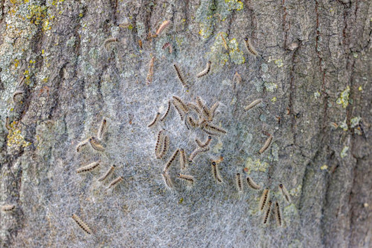 Eikenprocessierups: klachten, behandeling en voorkomen