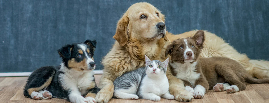 Voedingssupplementen voor Dieren